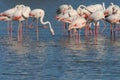 BIRDS- France- Close Up of a Wading Flock of Flamingos in the Camargue