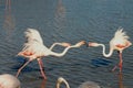 BIRDS- France- Close Up of Wild Flamingos Fighting While Wading in the Rhone River