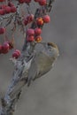 Sylvia atricapilla - The blackcap is a species of passerine bird in the genus Sylvia. Royalty Free Stock Photo