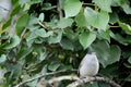 Sylvia atricapilla - The blackcap is a species of passerine bird in the genus Sylvia. Royalty Free Stock Photo