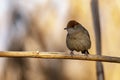 Sylvia atricapilla - The blackcap is a species of passerine bird in the genus Sylvia. Royalty Free Stock Photo