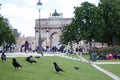 Birds in front of the Louve