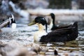 Birds in a frozen lake