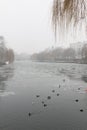 Birds and frozen river Royalty Free Stock Photo