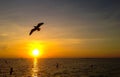 Birds are getting sunlight. In the evening, the sun is falling beautiful orange. birds silhouettes flying above  the sea Royalty Free Stock Photo