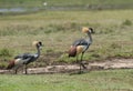 Birds in the grass.