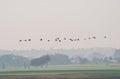 Birds Great Cormorants Flying over the filed