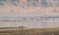 Birds Great Cormorants Landing in the Wetland Royalty Free Stock Photo