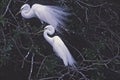 Birds-Great egrets Royalty Free Stock Photo