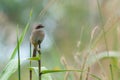 Birds,Grey Bushchat Saxicola ferrea Female - Birds of Doi Sun Juh, Chiang Mai,Thailand.