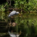 Birds - Grey Heron, Heron, Ardea cinerea Royalty Free Stock Photo