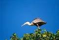 Birds Grey heron ardea cinerea on tree Royalty Free Stock Photo
