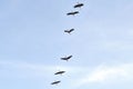 Birds' group in blue sky Royalty Free Stock Photo