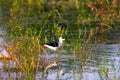 A common tern on the grass looking for insects for food in its natural habitat