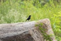 A bird on the rock resting in summer afternoon