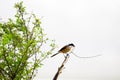 A bird resting on the thin branch of a plant on the tree