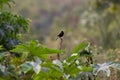 A bird resting on the thin branch of a plant on the tree