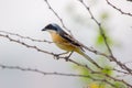 A bird resting on the thin branch of a plant on the tree