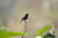 A bird resting on the stalk of a plant in the bush