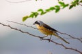 A bird resting on the stalk of a plant in the bush