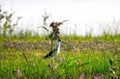 A common tern on the grass looking for insects for food in its natural habitat