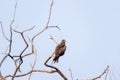 A bird on the tree top against the blue sky in the background