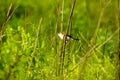 A bird resting on the thin branch of a plant in the bush