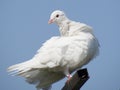 Bird in the daily life Royalty Free Stock Photo