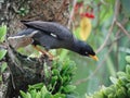 Bird in the daily life Royalty Free Stock Photo