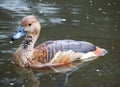 Bird in the daily life Royalty Free Stock Photo