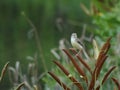 Bird in the daily life Royalty Free Stock Photo