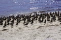 Birds on gulf coast Royalty Free Stock Photo