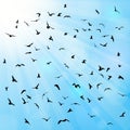 Birds, gulls, black silhouette on blue background