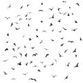 Birds, gulls, black silhouette on white background. Vector Royalty Free Stock Photo