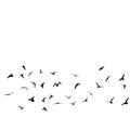 Birds, gulls, black silhouette on white background Royalty Free Stock Photo