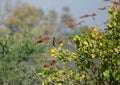 Birds Habitat and Trees with Pied Myna Gracupica contra black drongo Dicrurus macrocercus Royalty Free Stock Photo