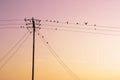 Birds hang onto electricity power lines.