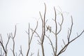 2 birds hang on to branch of tree that no leaf. White background