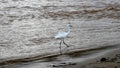 Birds .Storm on the Mediterranean Sea. Ashdod. Israel.