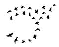 Birds flying in harmony, vector. White birds silhouettes isolated on black background Royalty Free Stock Photo