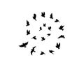 Birds flock flying in harmony making the sign of infinity, vector