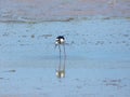 Bird, Puerto Rico Royalty Free Stock Photo