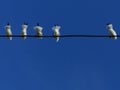 Birds high up on a wire