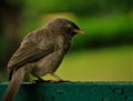 Birds of Himalayas- Jungle Babbler Royalty Free Stock Photo