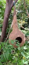 Birds home in forests , hanging tree.