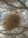 Birds home on the horned tree