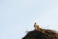 Birds home - stork and chick in the nest