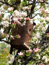 Birds house among cherry flowers Royalty Free Stock Photo
