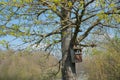 Birds house, hanging on a fresh budding maple tree