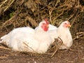 Birds house hens Royalty Free Stock Photo